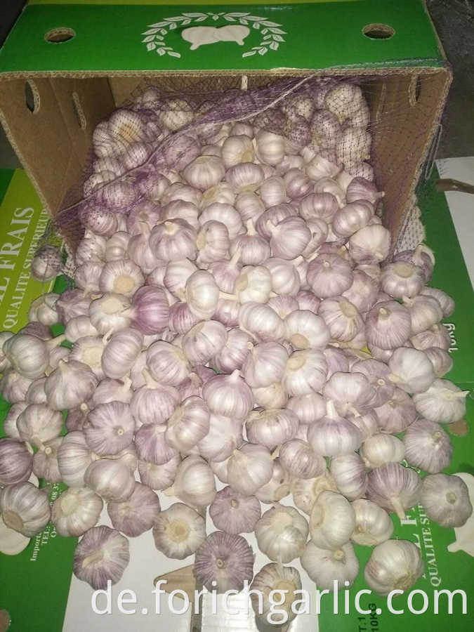 Normal White Garlic